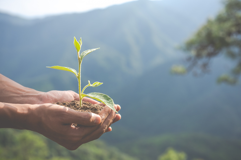 hand holding a plant in a green scenary.